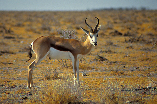 One of the remnants of the million strong herds of Springbok that roamed the plains of the Great Karoo