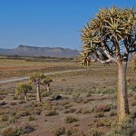 Kokerboom or Quiver Tree Forest