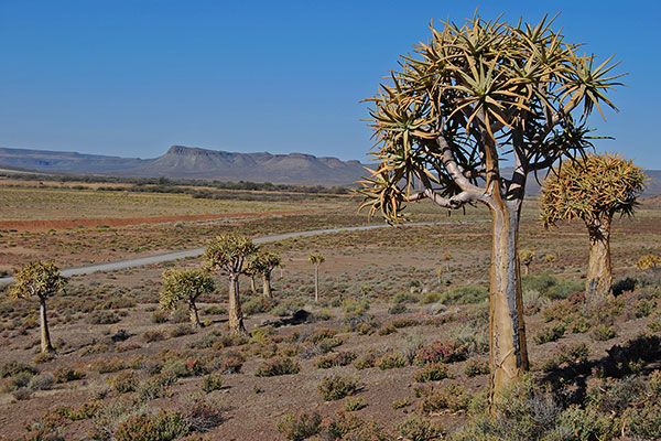 Kokerboom or Quiver Tree Forest