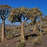The Kokerboom or Quiver Tree in the Loeriesfontein District
