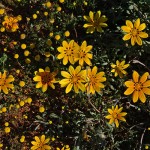 Wildflowers in the Hantam