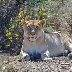 A Lioness in the Karoo National Park