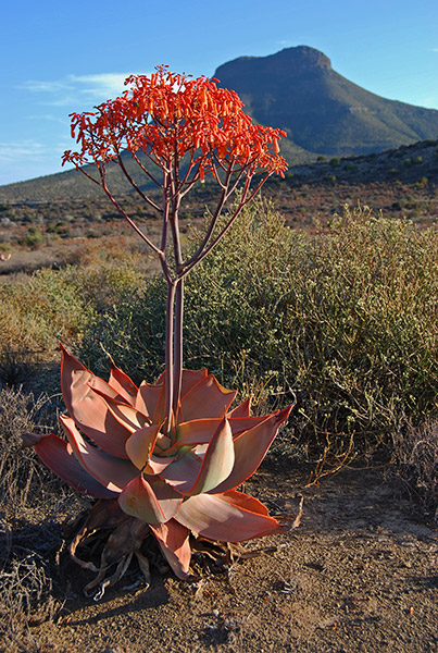 Flowering Aloe on the mountain above Graaff-Reinet