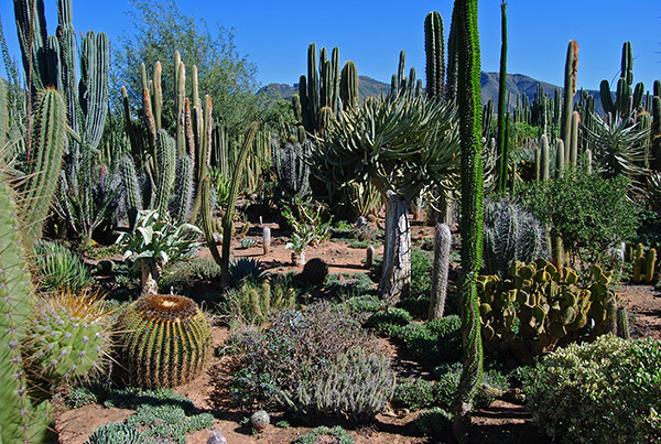 Obesa Cacti Nursery in Graaff-Reinet