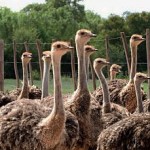 Karoo Ostriches
