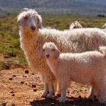 Angora Goats