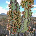 Euphorbia coerulescens known locally as Noors