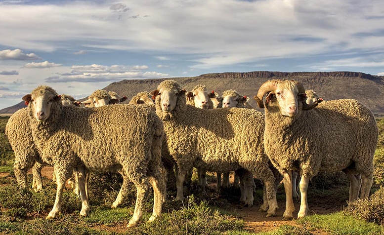 Merino sheep in the Karoo